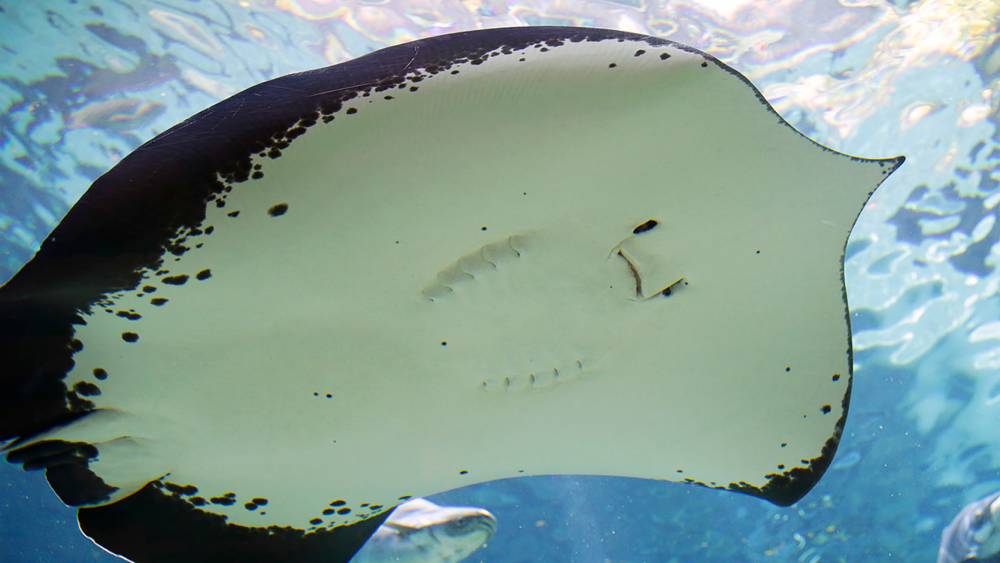 Adapted for the river